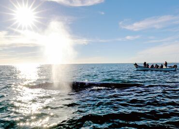 Ballena gris. A la baja, cifra de avistamientos