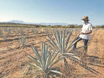 Le apuestan al Istmo para producir mezcal