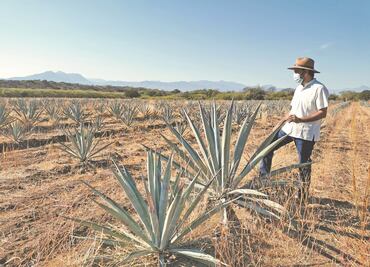 Le apuestan al Istmo para producir mezcal