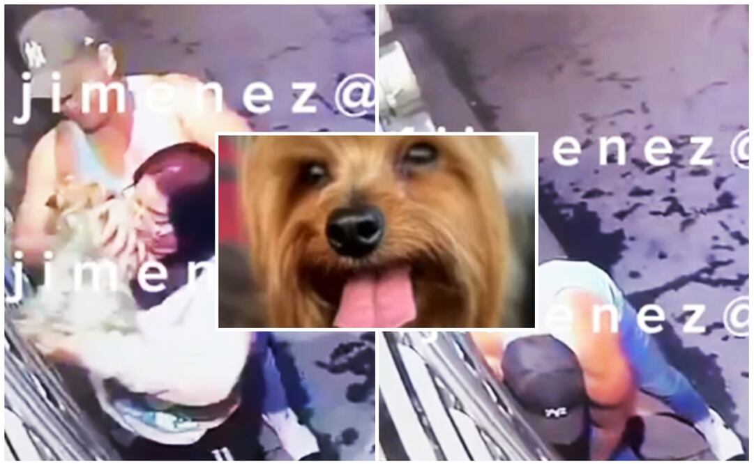 Roban a perrito Kuquis de cochera en Tecamac. Foto: Especial