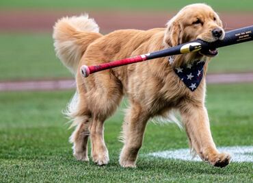 VIDEO: Él es Bruce, el perro Golden Retriever que debuta con Nacionales en MLB como recoge bates