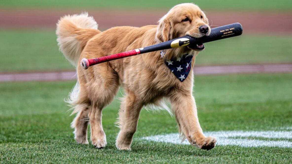 Bruce, el perro recoge bates de la MLB / Foto: Especiales