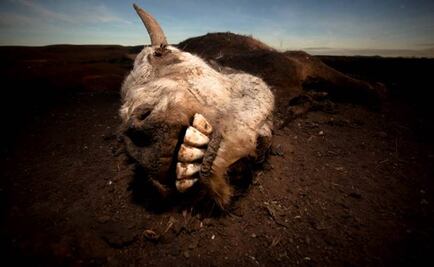 Inundaciones y sequías causan 80% de pérdidas agrícolas: FAO