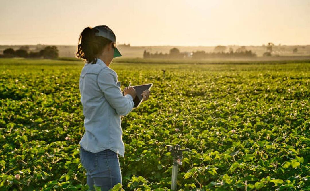 el informe documenta que alrededor del 90% de las mujeres trabajadoras agrícolas carece de contrato escrito, lo que constituye una violación directa a la Ley Federal del Trabajo. Foto: iStock