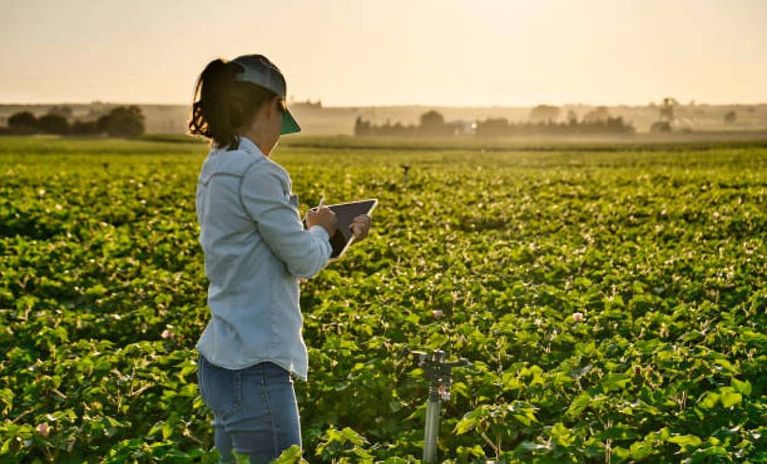 el informe documenta que alrededor del 90% de las mujeres trabajadoras agrícolas carece de contrato escrito, lo que constituye una violación directa a la Ley Federal del Trabajo. Foto: iStock