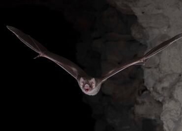 ¿Por qué los murciélagos se alimentan de sangre?