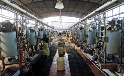 Productores demandan impuesto a leche importada