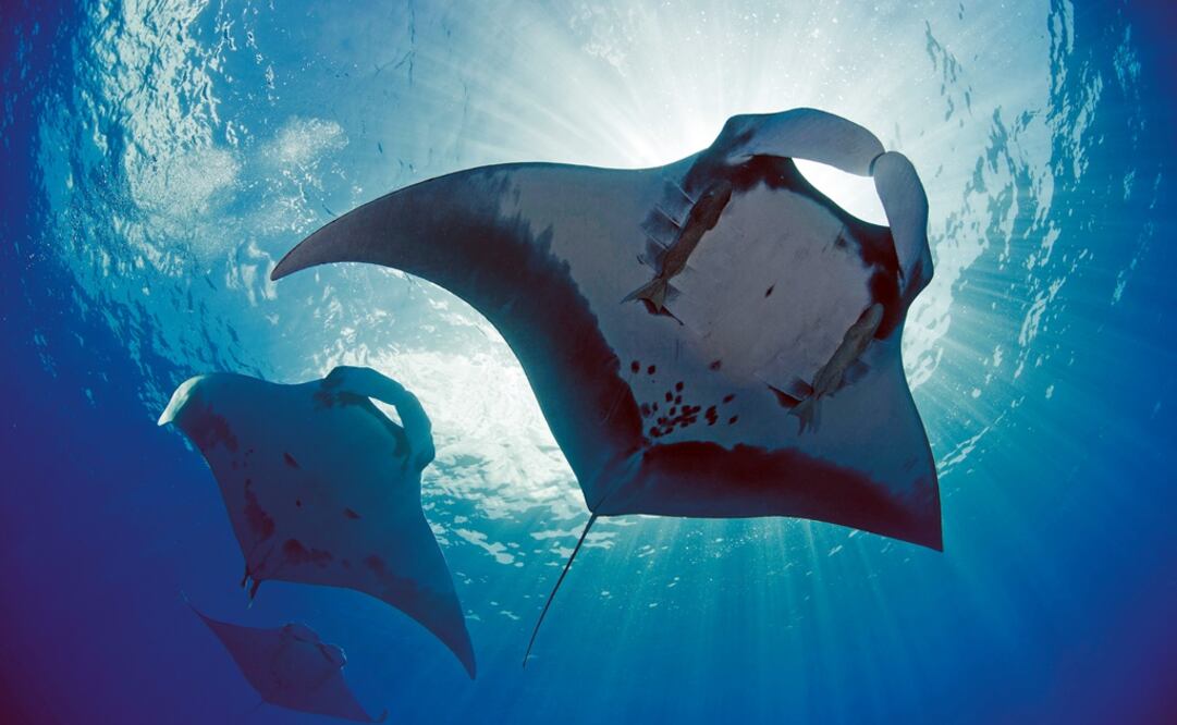 (Foto: Archivo - EL UNIVERSAL)