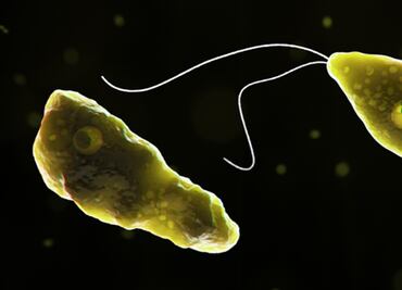 La amiba Naegleria fowleri habita en albercas mal cloradas y podría matarte