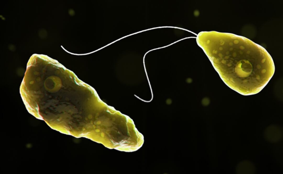 Uno de los padecimientos a los que se debe prestar mayor atención es la meningoencefalitis amibiana primaria. (FOTO: Especial)