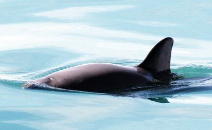 ​Entérate. Las medidas para proteger a la vaquita marina