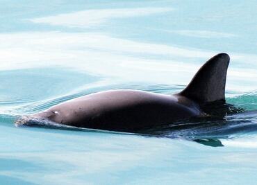 Entérate. Las medidas para proteger a la vaquita marina