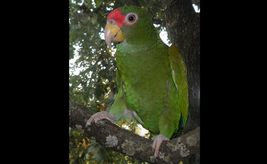 Fotografía de archivo cedida por la Universidad de Wroclaw de un loro que tiene un inusual plumaje azul en el interior de sus alas. Foto: EFE