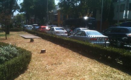 Sedema reforestará Mixcoac tras tala de 885 árboles