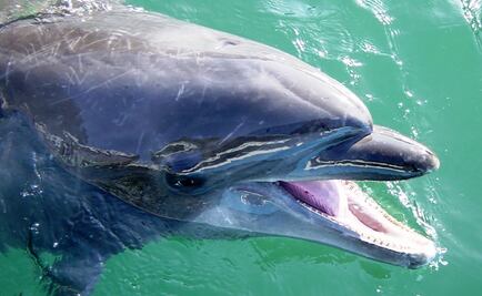 Delfín muere ahogado en acuario de Japón; rompió récord de vida en cautiverio