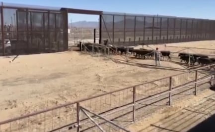 Reanudarán exportación de ganado sonorense por Agua Prieta el 8 de septiembre; sustituirán equipo de inspección
