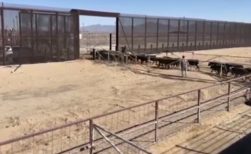 Reanudarán exportación de ganado sonorense por Agua Prieta el 8 de septiembre; sustituirán equipo de inspección