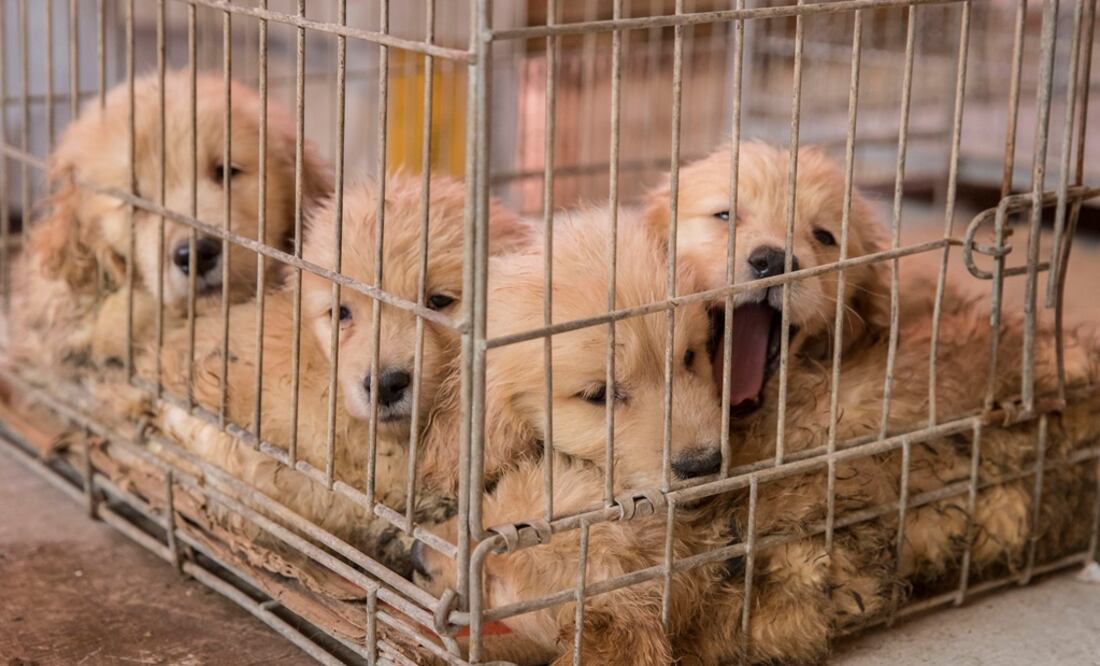 (Foto: Yadin Xolalpa/El Universal)