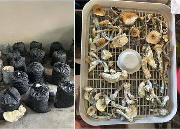 Aseguran narco invernaderos de hongos alucinógenos y marihuana en Chalco