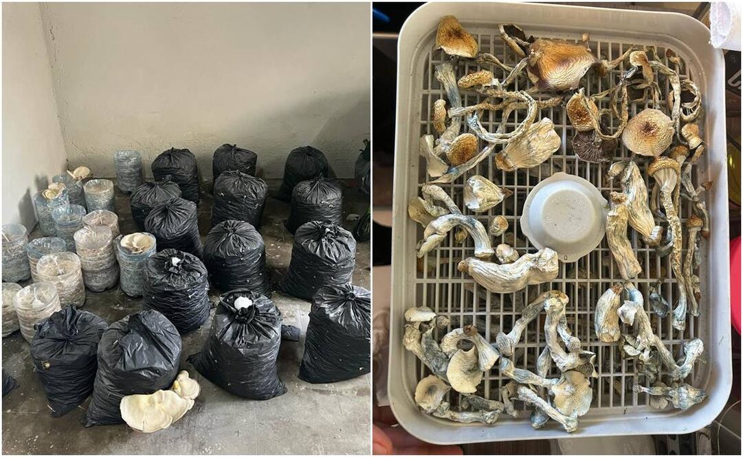 Hongos alucinógenos. Foto: Especial