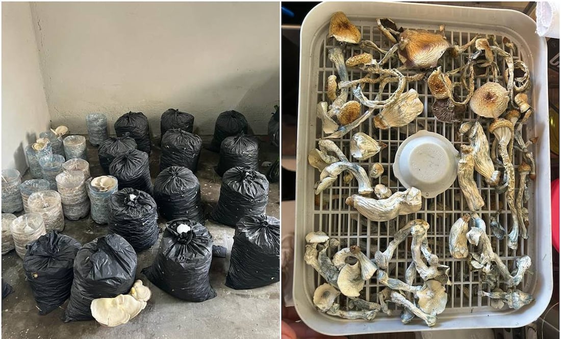 Hongos alucinógenos. Foto: Especial