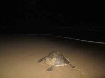 Rescata Profepa 630 huevos de tortuga en playas de Guerrero