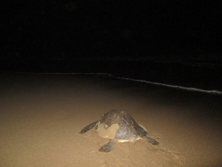 Foto: tomada de @PROFEPA_Mx