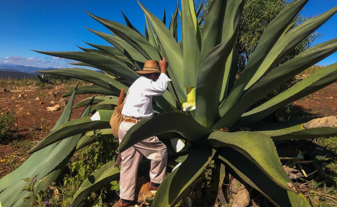 Comunidad de El Almacén, en Oaxaca. Es uno de los lugares que visitará el nuevo proyecto de Airbnb. (Foto: Cortesía Airbnb)