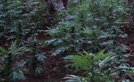 Destruyen más de 69 mil plantas de marihuana en Oaxaca