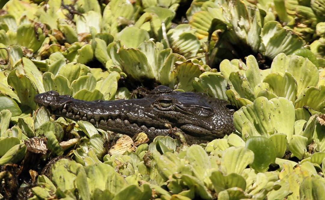 Las especies que dan vida a los manglares han logrado establecerse en ambientes dinámicos y llenos de variables. Foto: Archivo