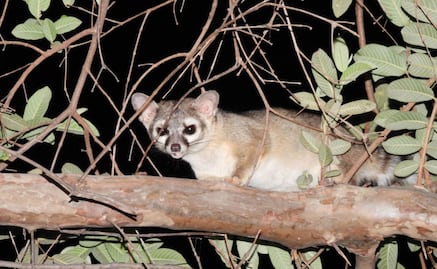 Cacomixtles, tlacuaches y mapaches, los “vecinos silvestres” a proteger; esto debes hacer si ves uno cerca, según Profepa