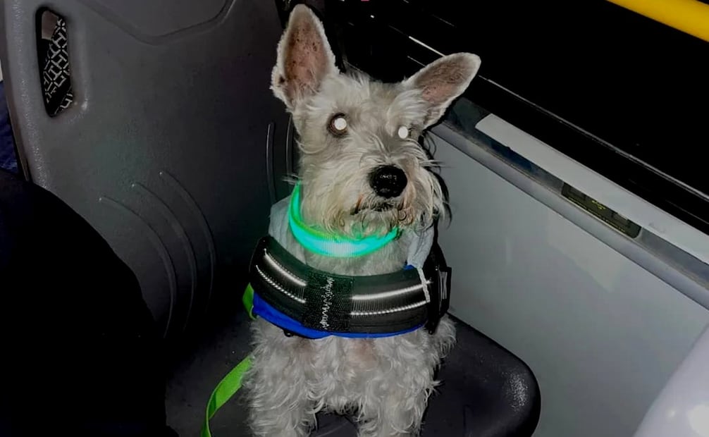 Patitas de Perro Night Tour. Foto: Capital Bus