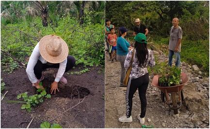 Para mitigar daños ambientales de Línea K del Tren Transístmico, siembran 11 mil plantas en Oaxaca