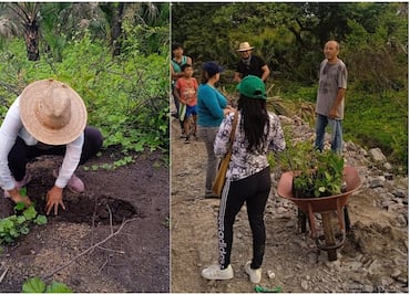 Para mitigar daños ambientales de Línea K del Tren Transístmico, siembran 11 mil plantas en Oaxaca