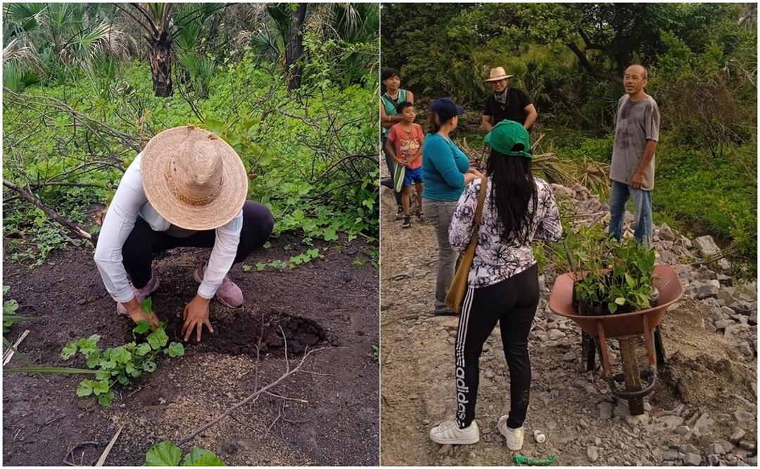 Defensores ambientales, autoridades comunales y pobladores siembran plantas en la Línea K del Tren Transístmico. Foto: Especial