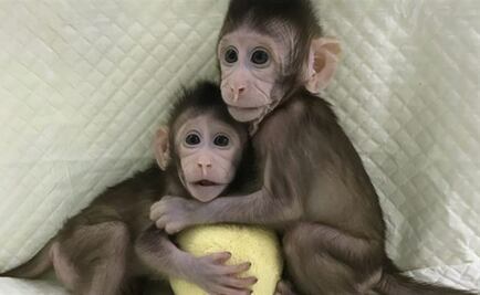 Científicos chinos clonan monos por primera vez con método de "Dolly"