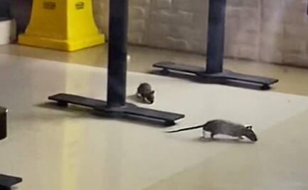 “Ratatouille en la CDMX”: Captan ratas en restaurante de Fórum Buenavista  