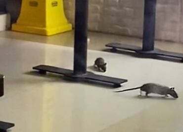 “Ratatouille en la CDMX”: Captan ratas en restaurante de Fórum Buenavista