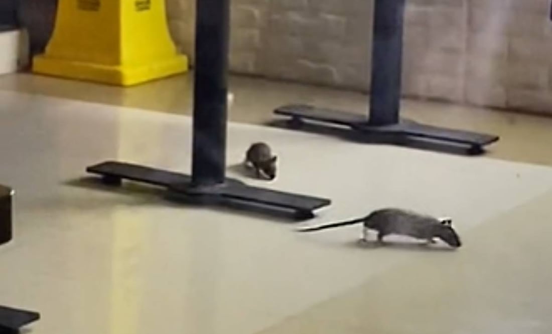 foto: Especial/El Universal/ En el video de Tiktok, el usuario muestra el momento exacto cuando dos ratas salen de su escondite