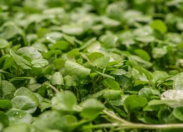 Este es el alimento más saludable, es barato y fácil de conseguir