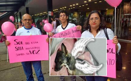 Exigen justicia para Sol, perrita atropellada y rematada en Xalapa, Veracruz