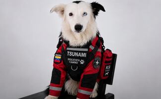 Terremotos en Venezuela: Él es “Tsunami”, el perro rescatista que apoya en labores de búsqueda; conoce su historia