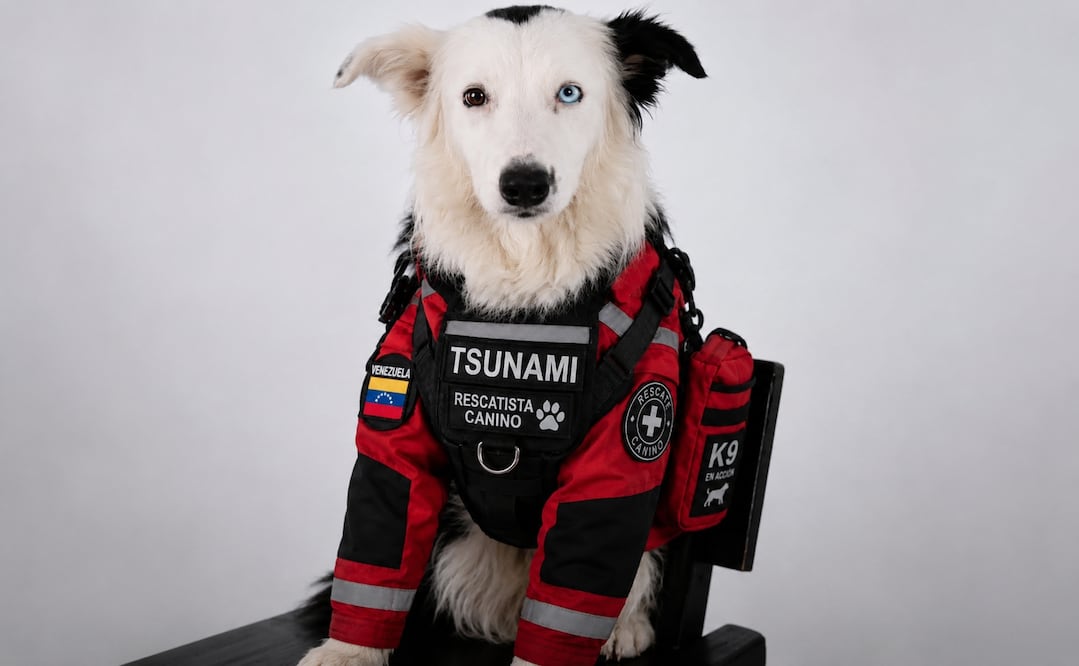 Un Border Collie de 9 años está protagonizando las labores de rescate en Venezuela. Foto: Redes sociales
