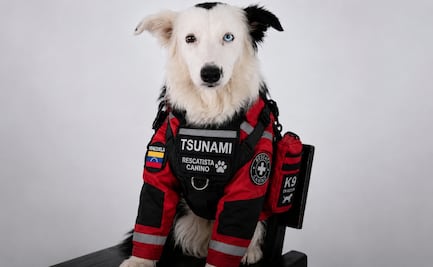 Terremotos en Venezuela: Él es “Tsunami”, el perro rescatista que apoya en labores de búsqueda; conoce su historia