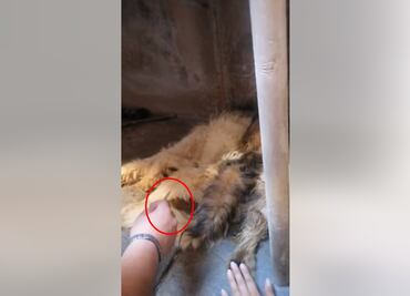 Duermen a “Manchas” para que deje de sufrir; lo encuentran con la cadera rota en Tecámac por presunto maltrato