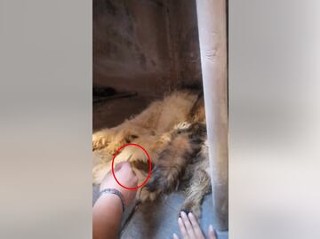 Duermen a “Manchas” para que deje de sufrir; lo encuentran con la cadera rota en Tecámac por presunto maltrato