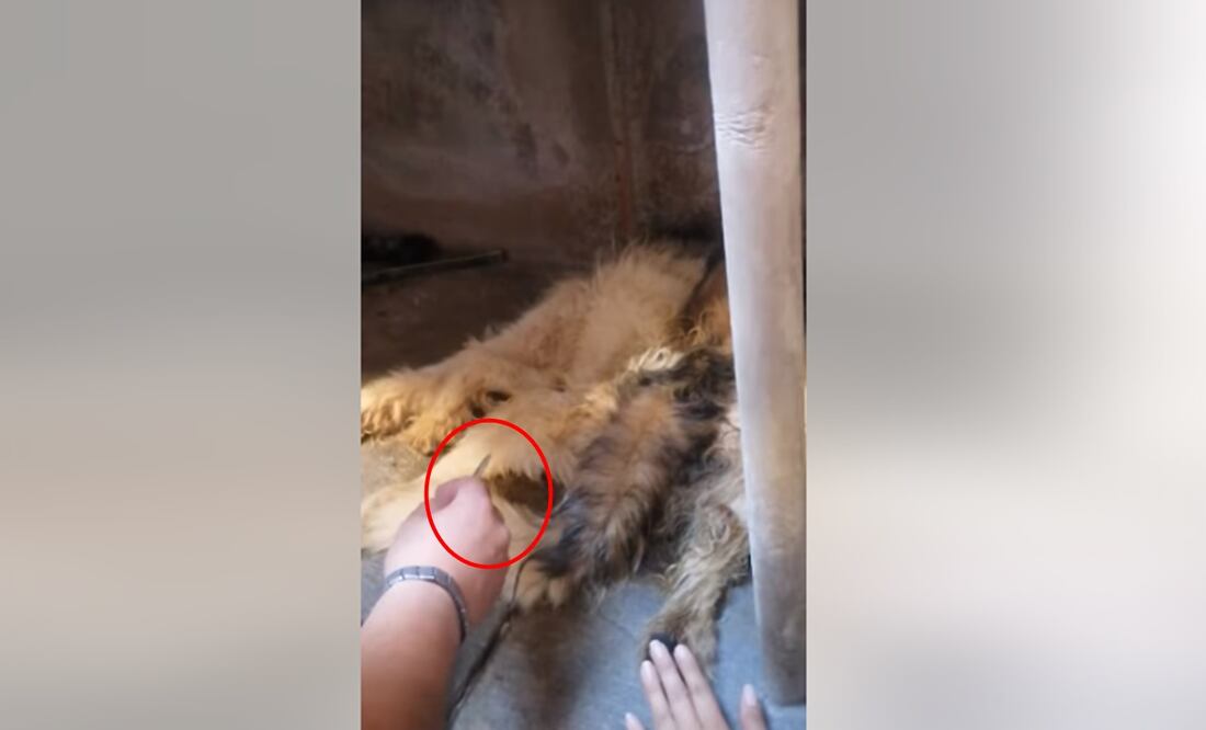 FOTO: tomada de Facebook Regala Amor No Lo Compres/ EL UNIVERSAL/