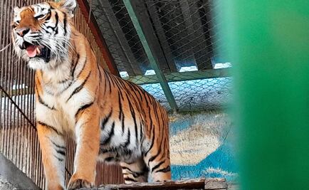 Fotos: Profepa presentará denuncia penal contra santuario en Edomex; poseen ilegalmente leones, tigres y jaguares