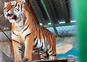 Fotos: Profepa presentará denuncia penal contra santuario en Edomex; poseen ilegalmente leones, tigres y jaguares