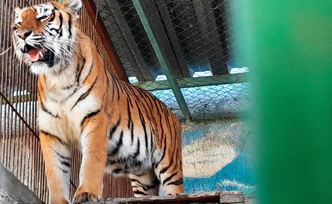 Santurio en Edomex en donde existen 36 ejemplares de animales exóticos. Foto: Especial